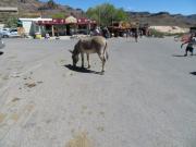 Oatman (12).JPG